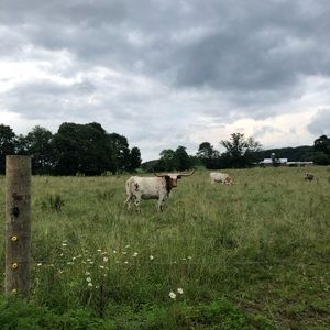 Meet your Posher, Brady